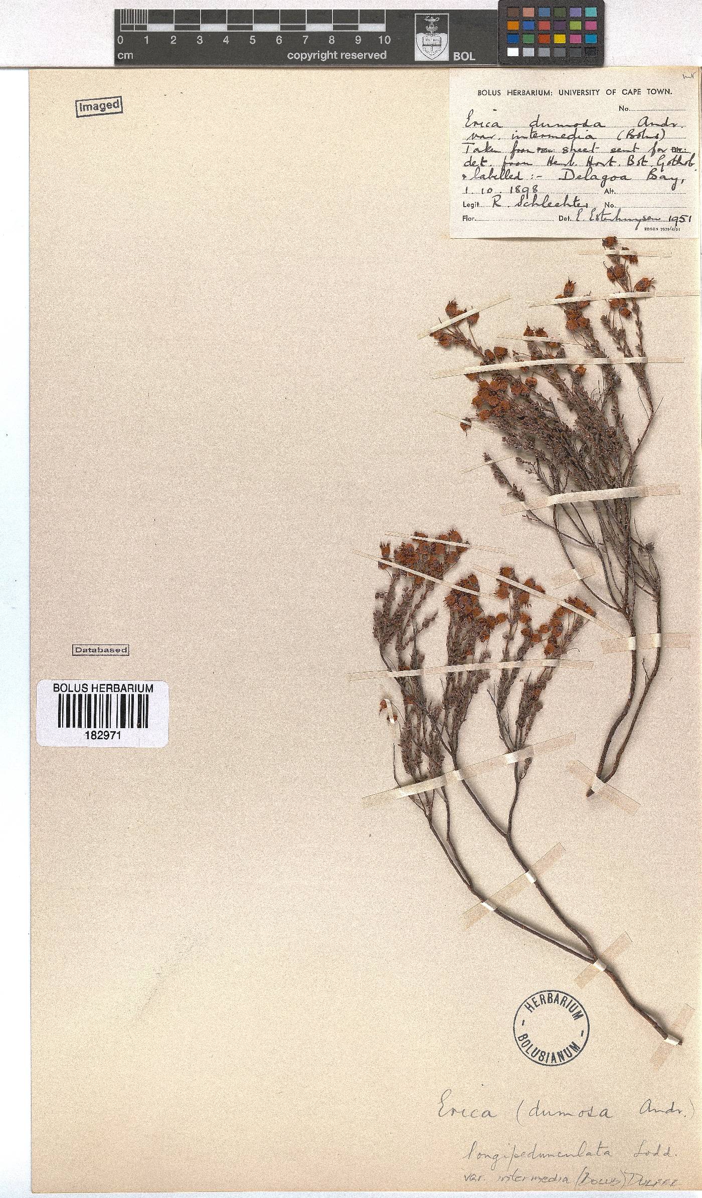 Erica longipedunculata var. intermedia image