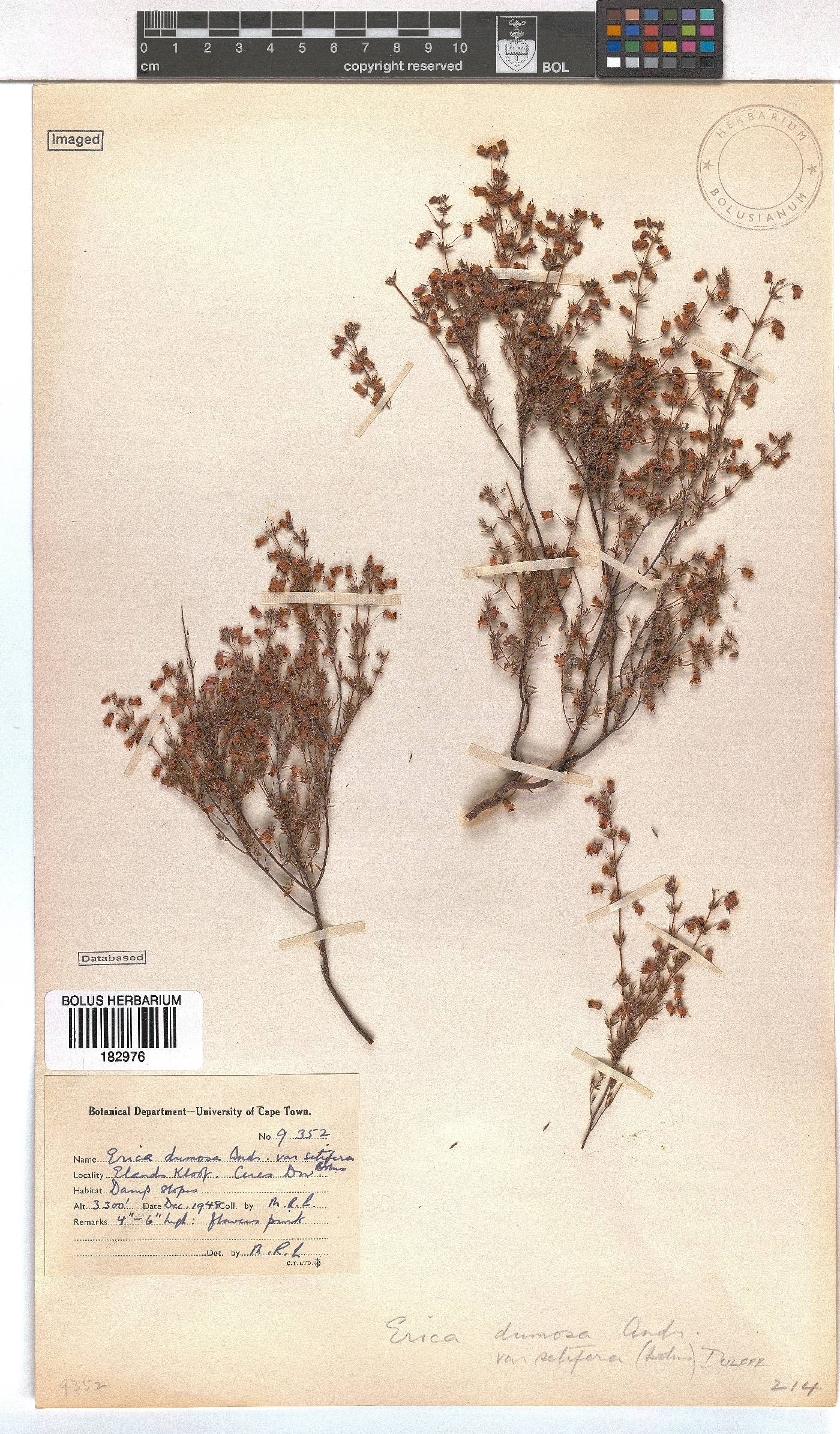 Erica longipedunculata var. setifera image