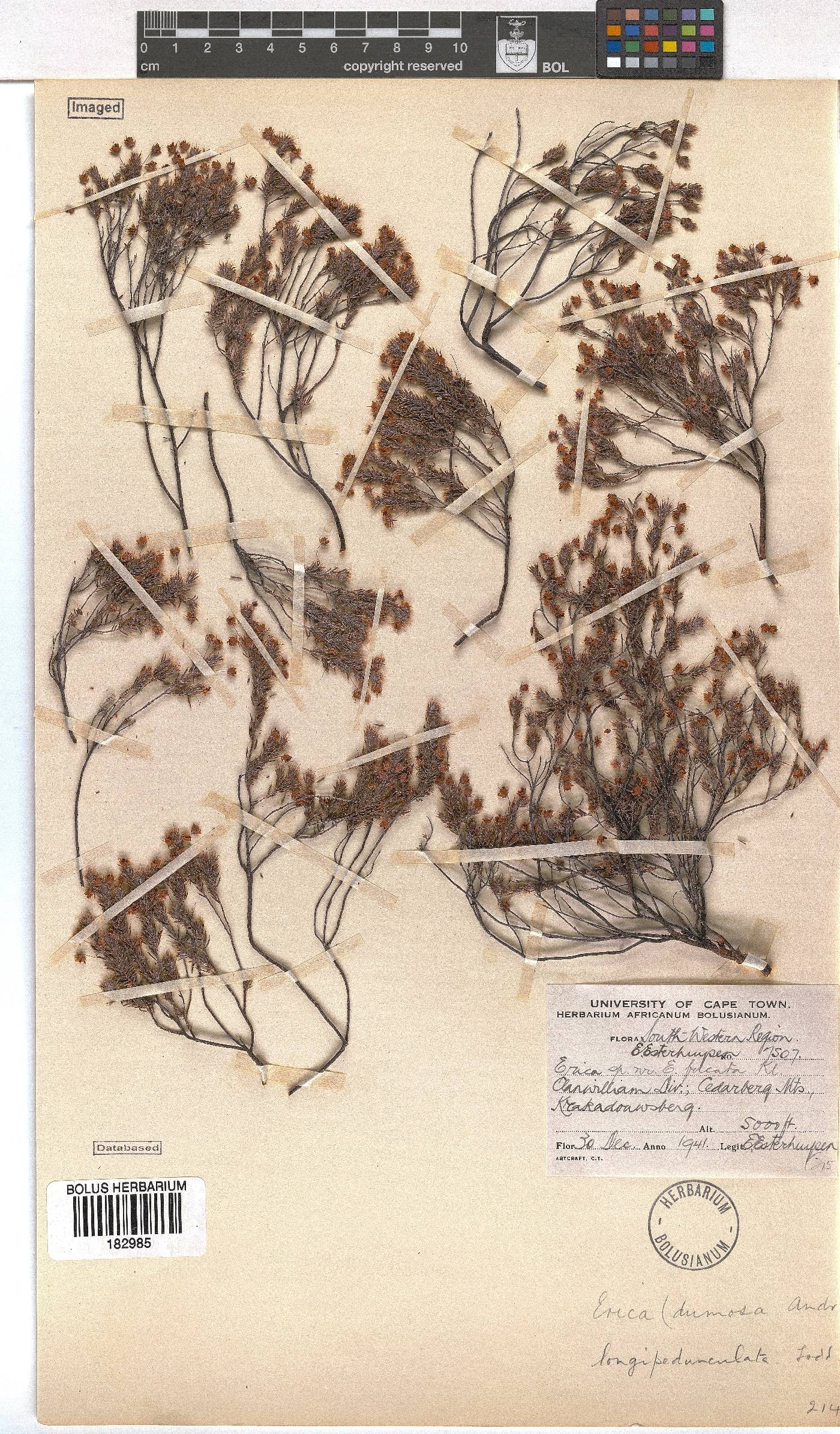 Erica longipedunculata image