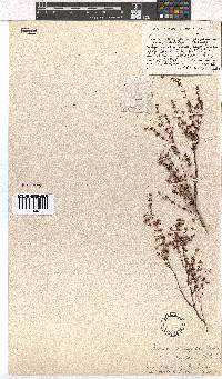 Erica longipedunculata image