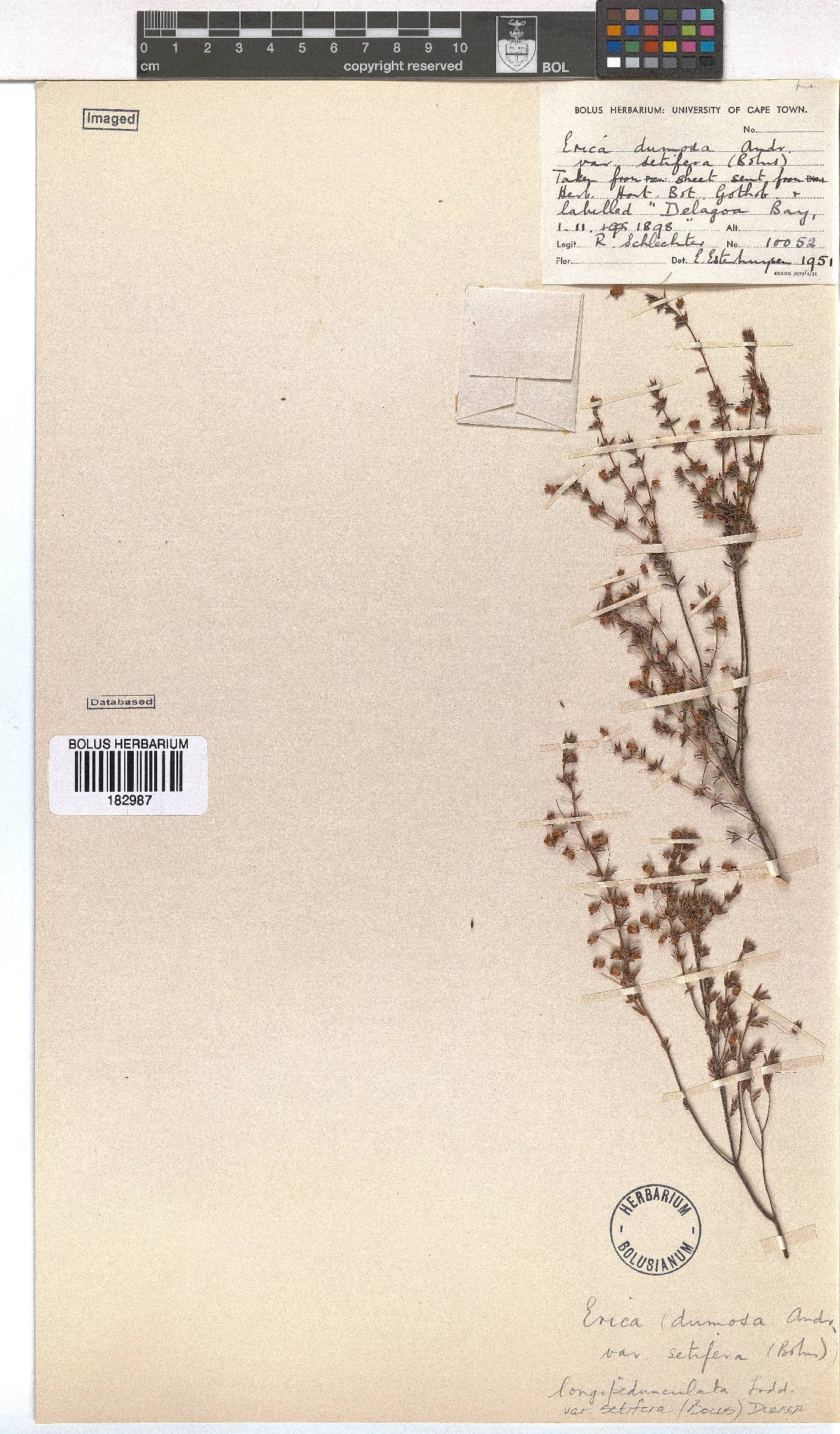 Erica longipedunculata image