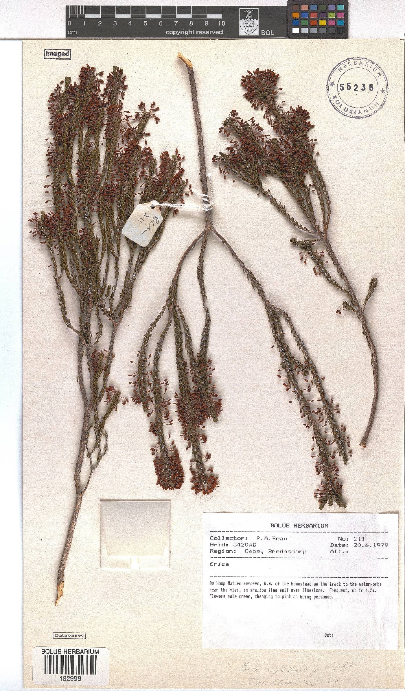 Erica scytophylla image