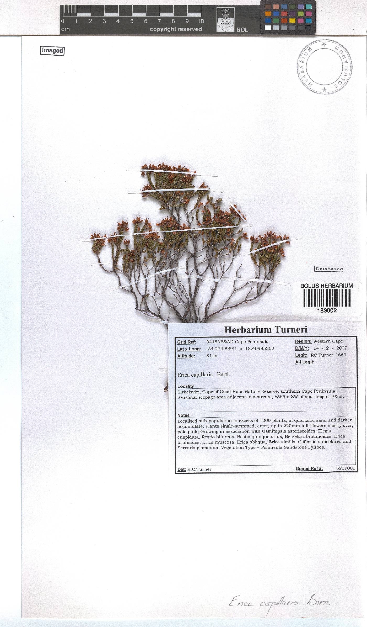 Erica capillaris image