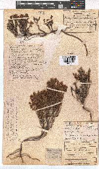 Erica capillaris image