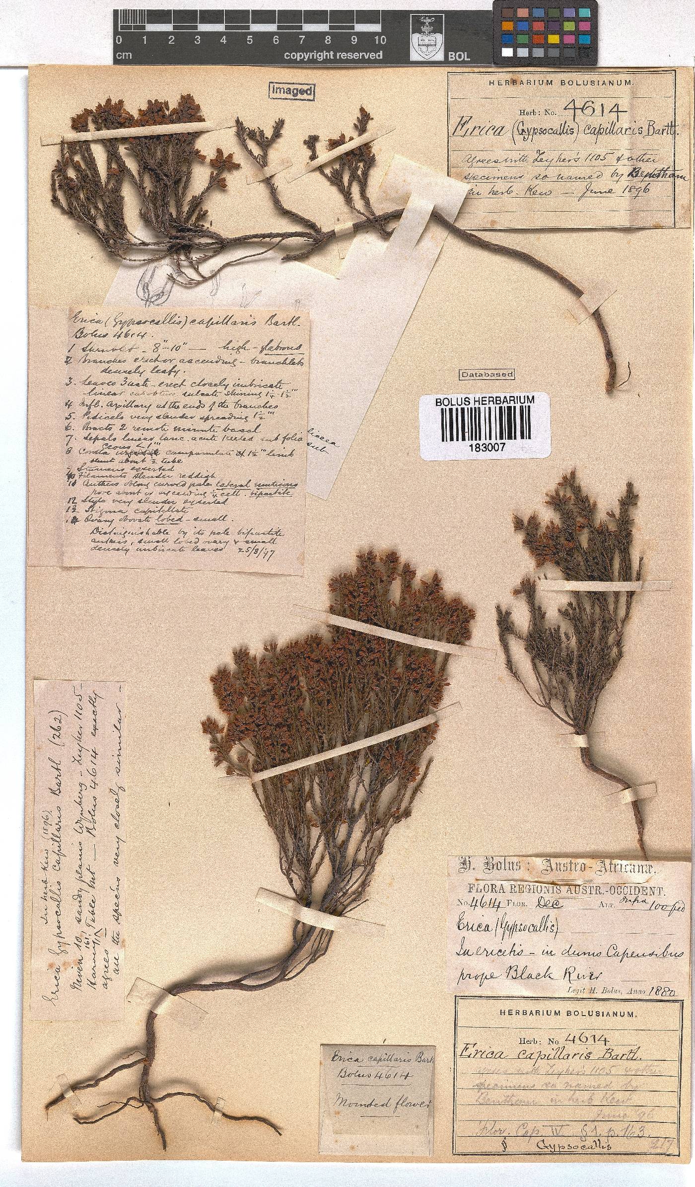 Erica capillaris image