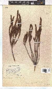 Image of Erica coarctata