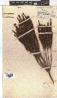 Erica coarctata image