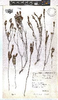 Erica coarctata image