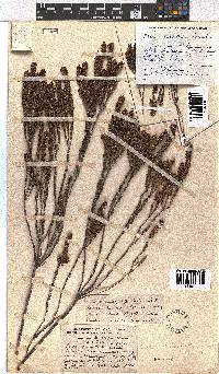 Erica coarctata image