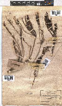 Erica coarctata image