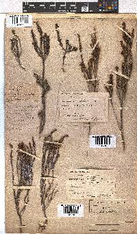 Erica coarctata image