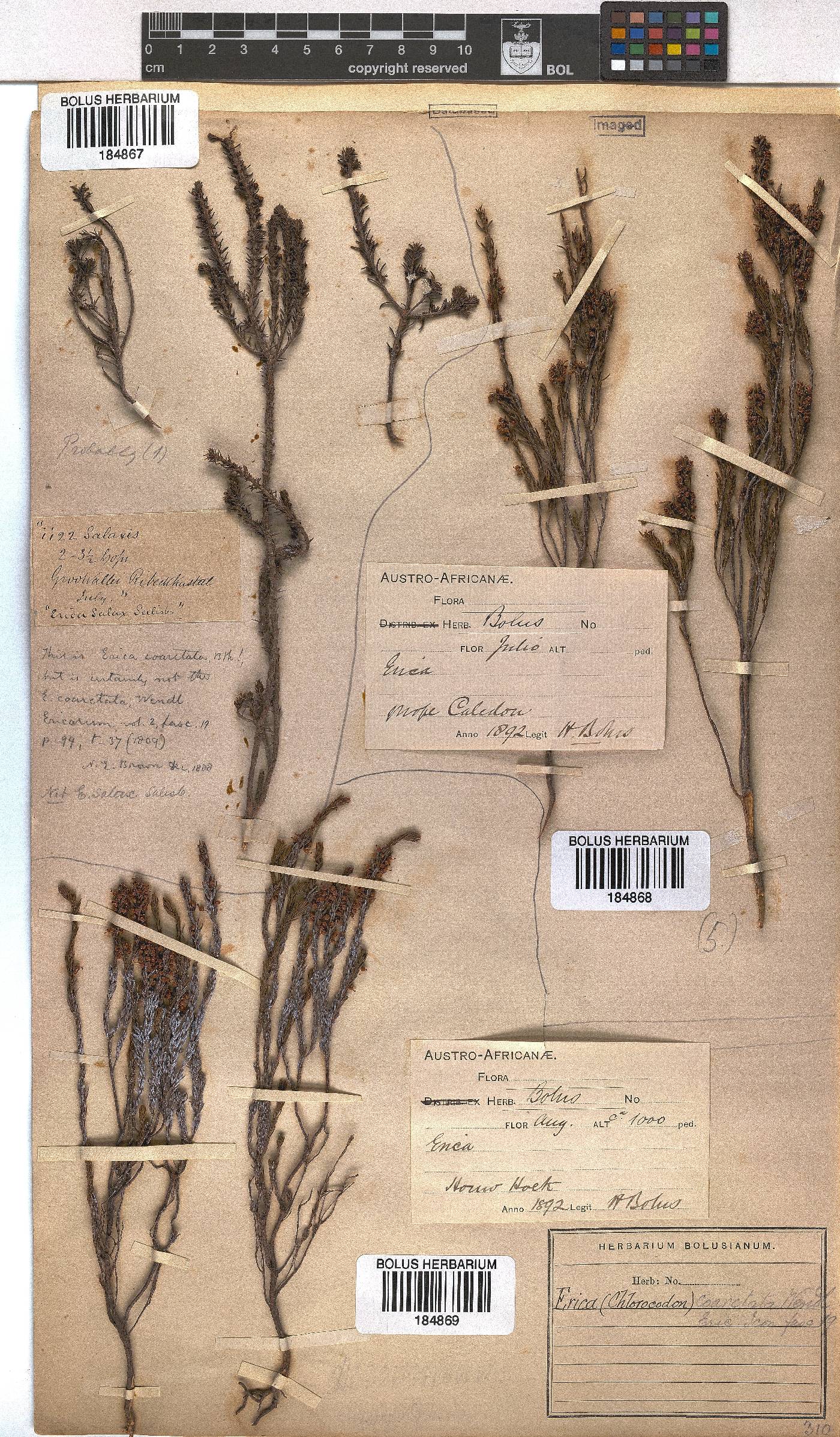 Erica coarctata image