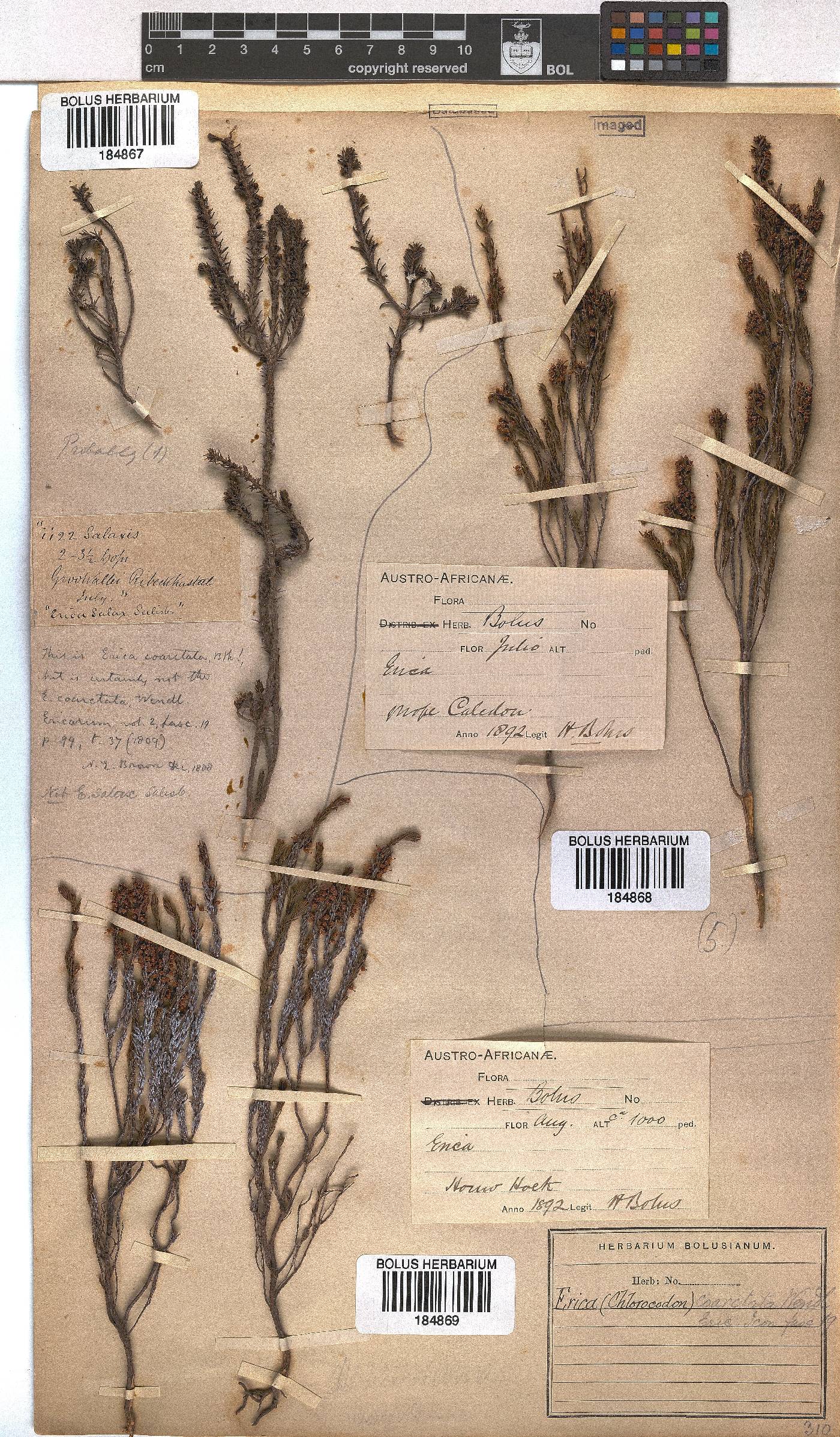 Erica coarctata image