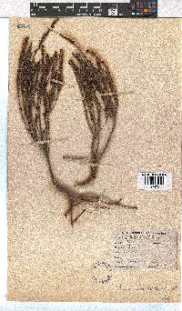 Erica coarctata image