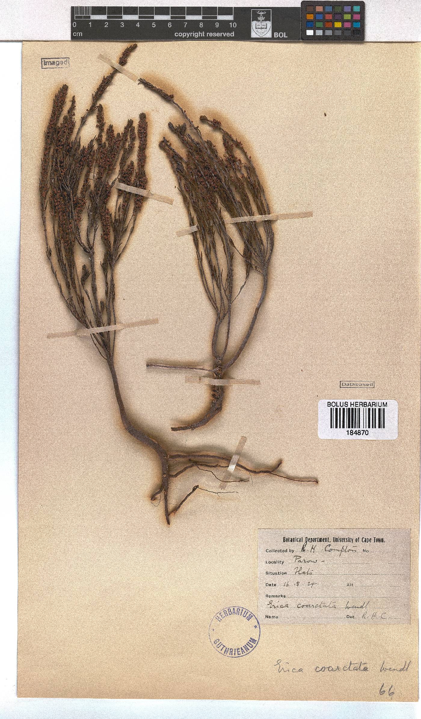 Erica coarctata image