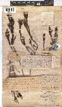 Erica coarctata image