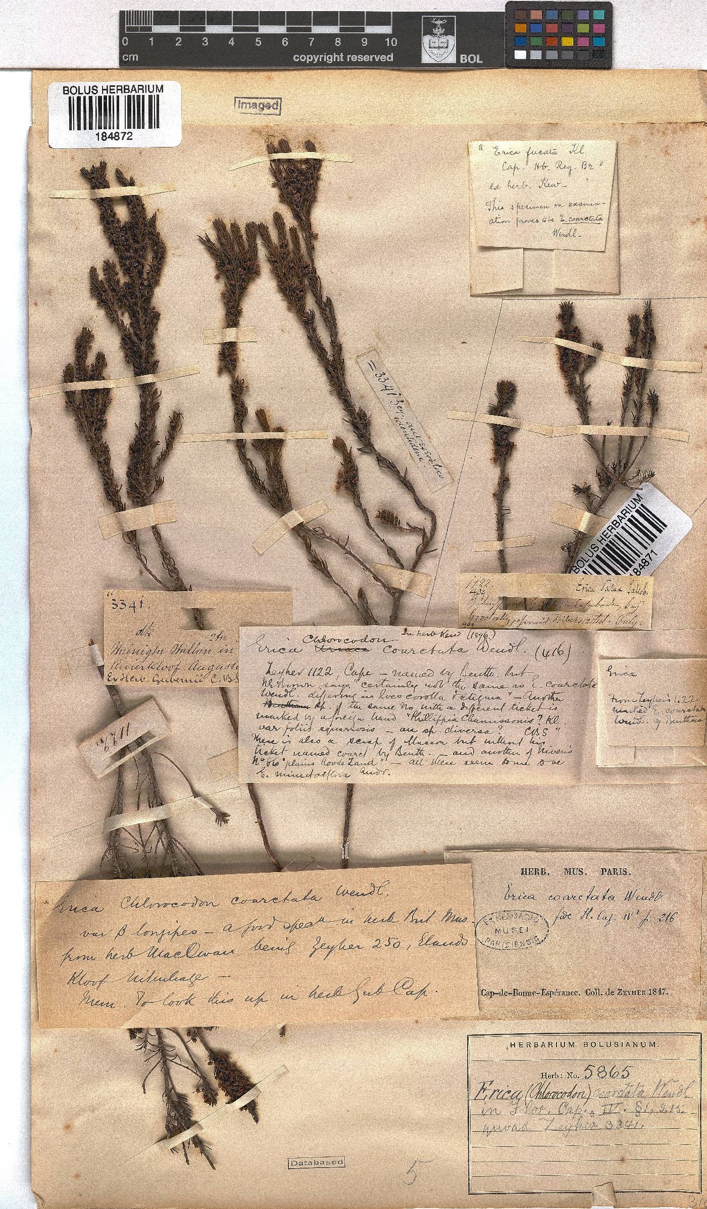 Erica coarctata image