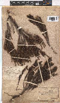 Erica coarctata image