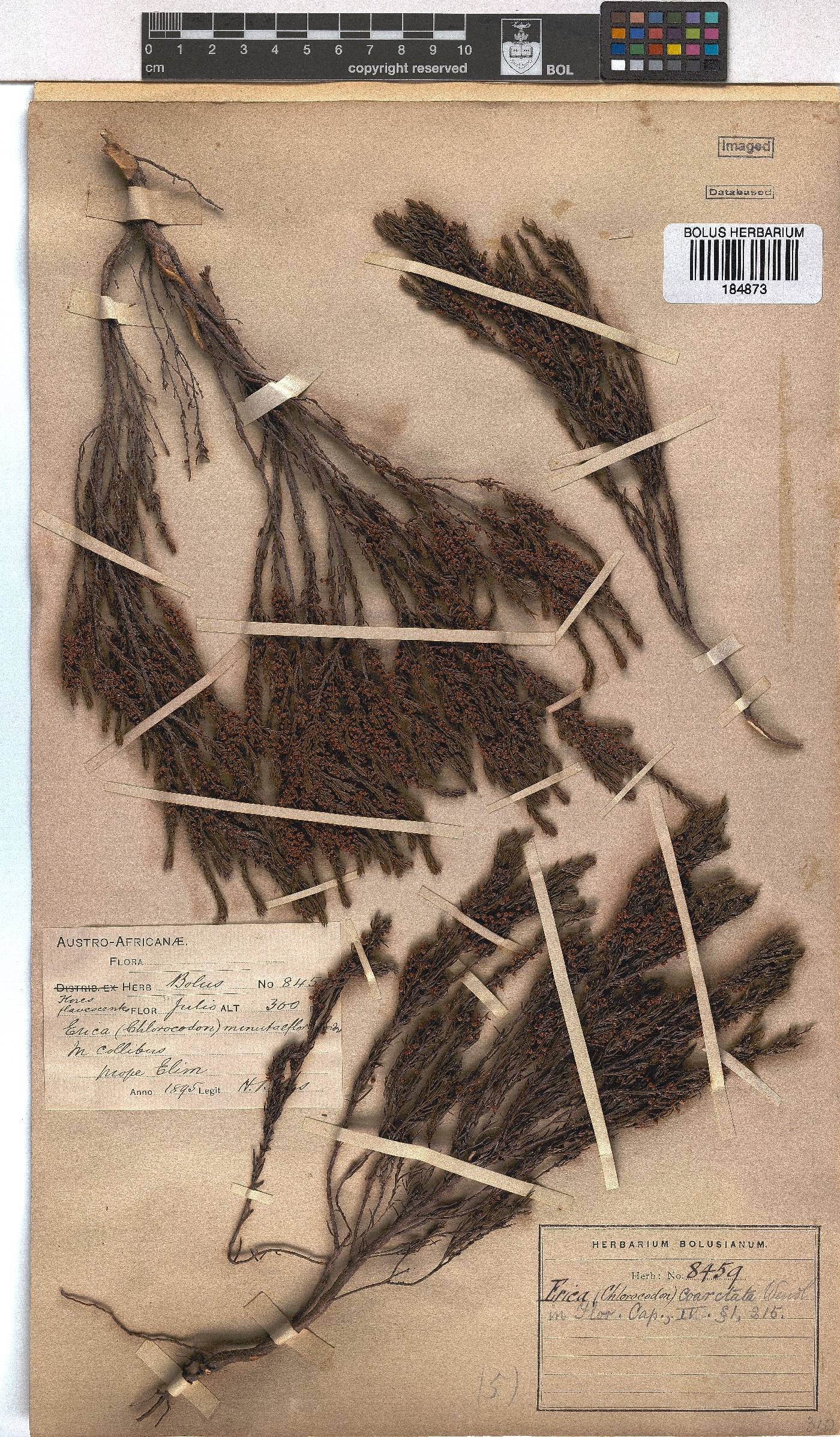 Erica coarctata image