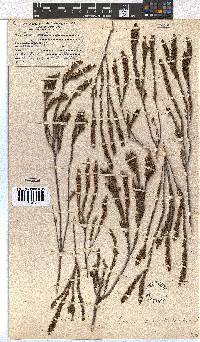 Erica coarctata image