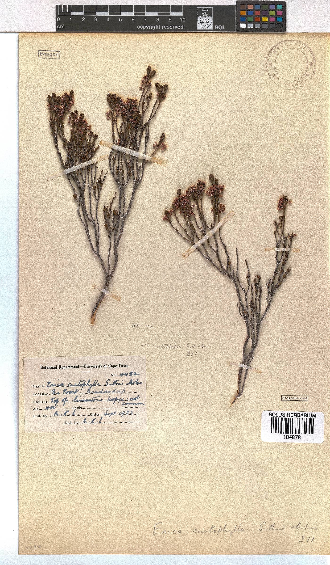 Erica curtophylla image