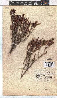 Erica curtophylla image