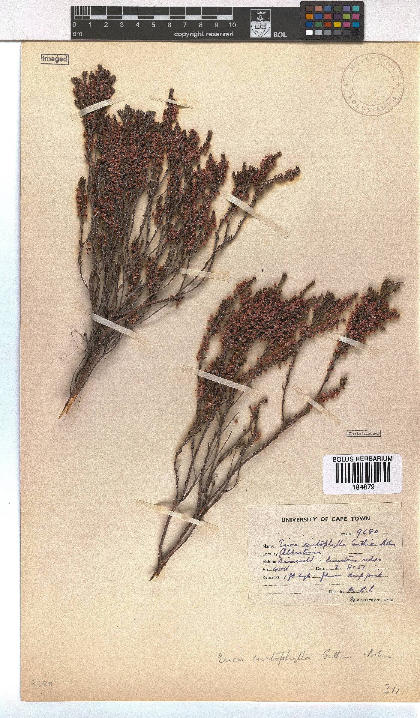 Erica curtophylla image