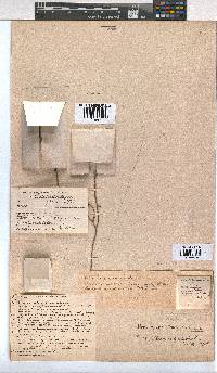 Erica curtophylla image