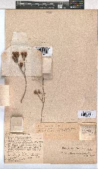 Erica curtophylla image