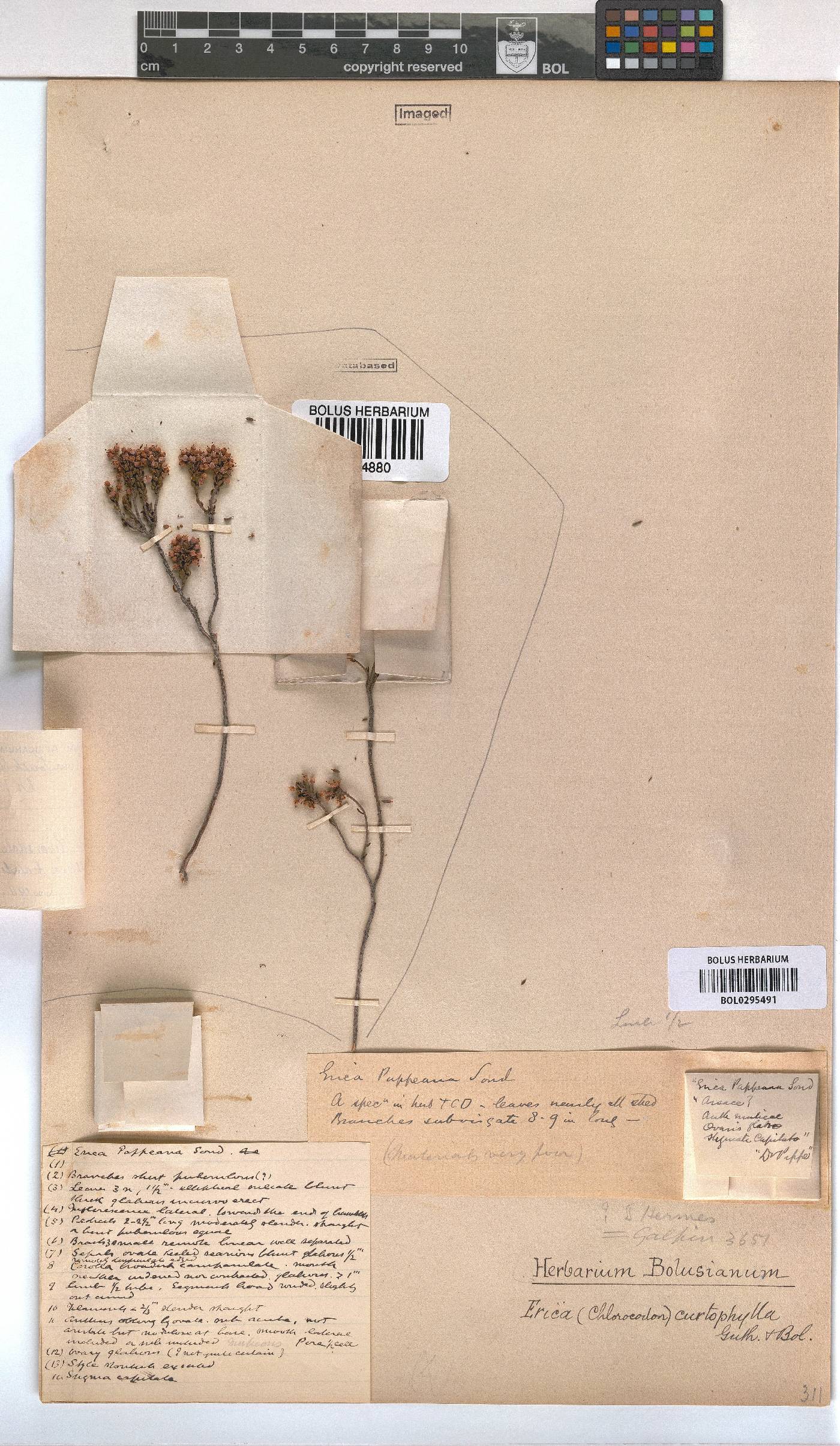 Erica curtophylla image