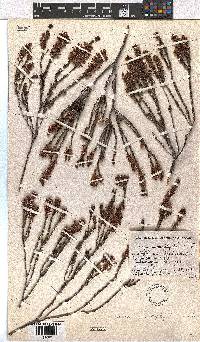 Erica curtophylla image