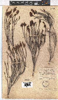 Erica curtophylla image