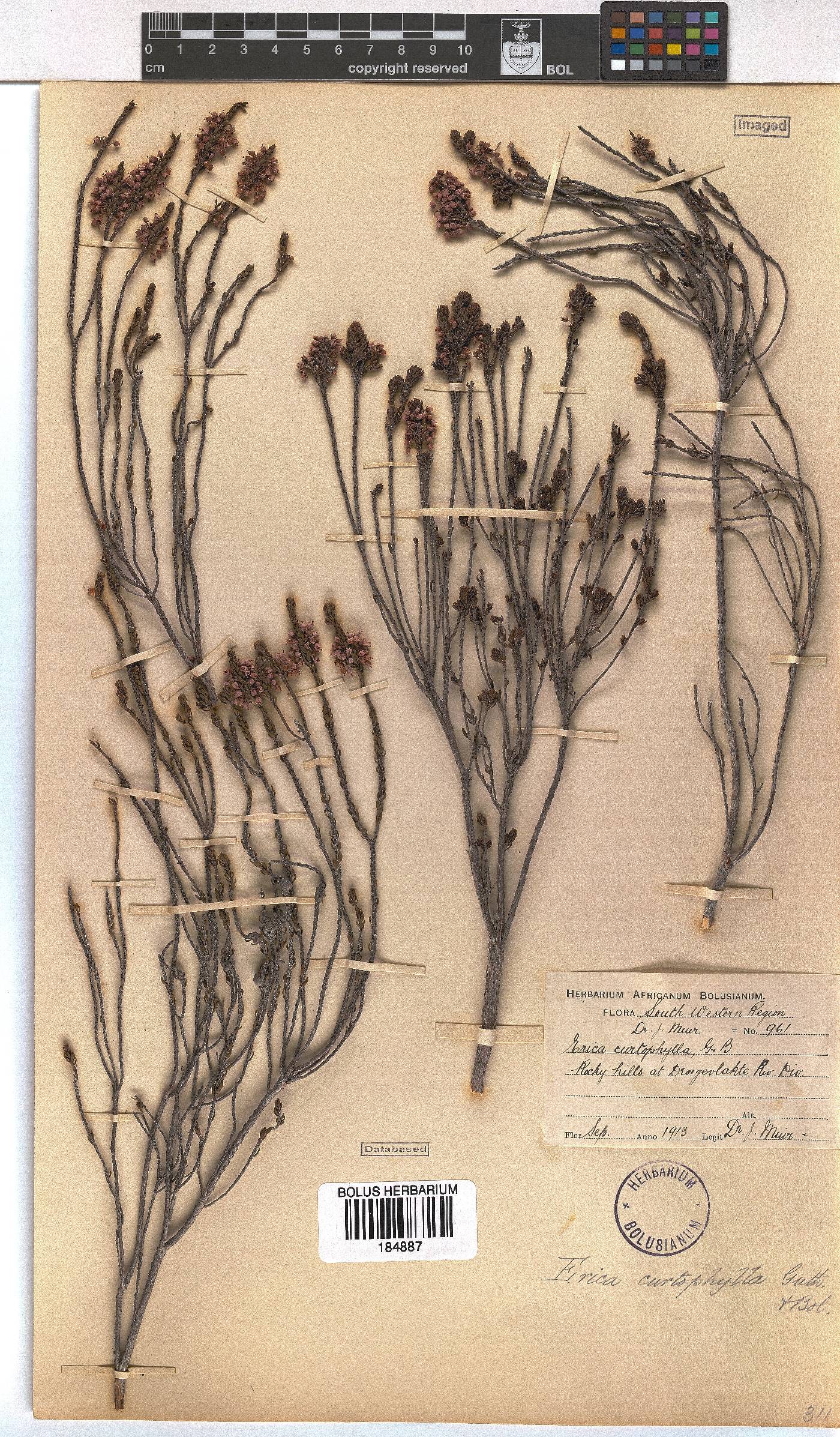 Erica curtophylla image