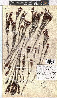 Erica curtophylla image