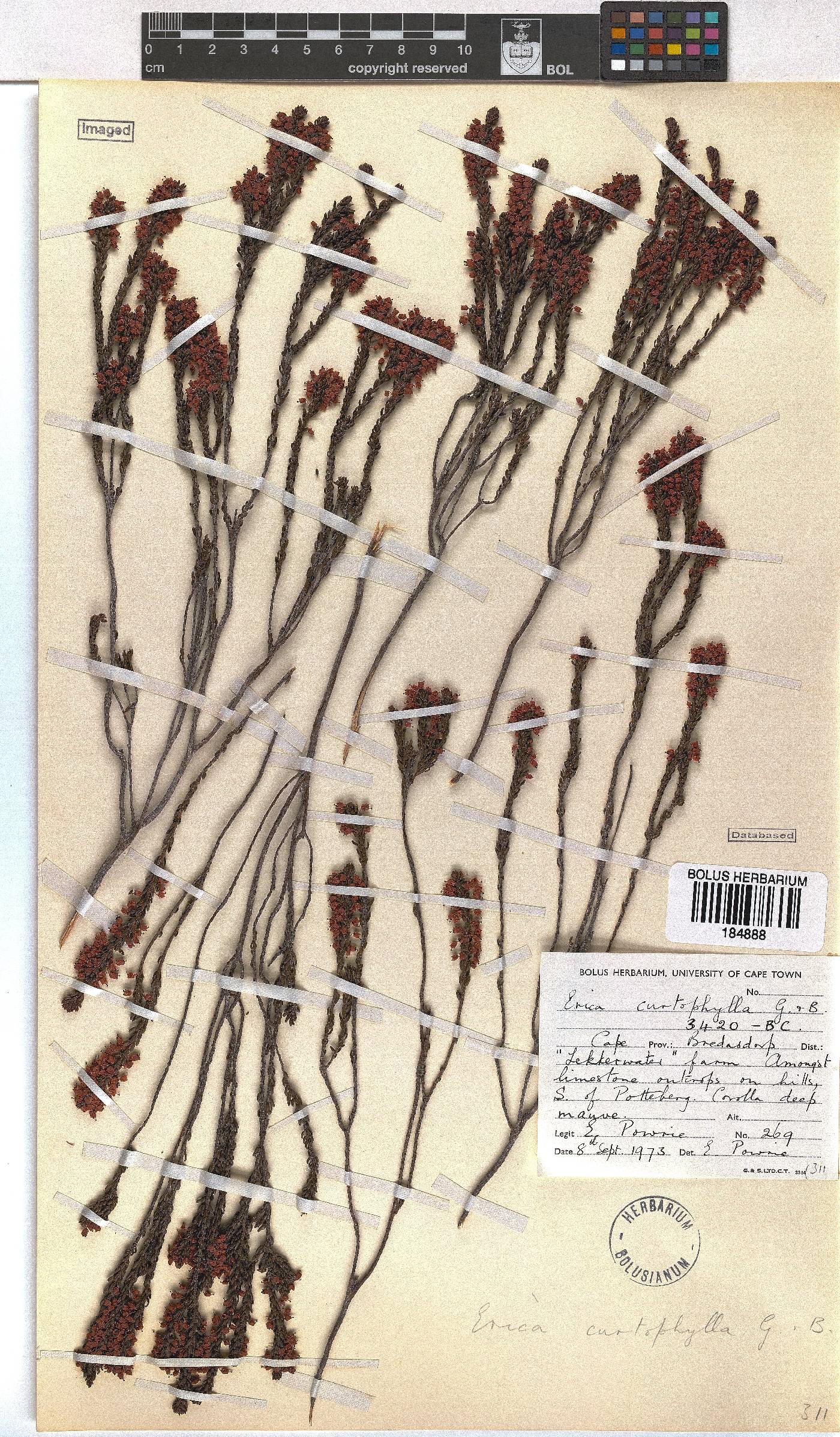 Erica curtophylla image