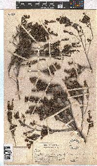 Erica dominans image