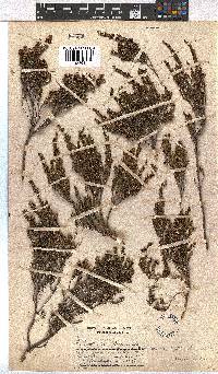 Erica dominans image