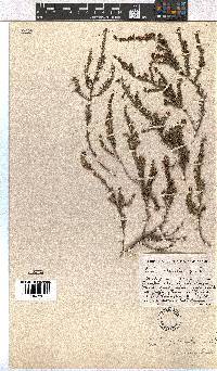 Erica dominans image