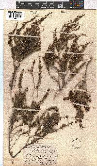 Erica dominans image