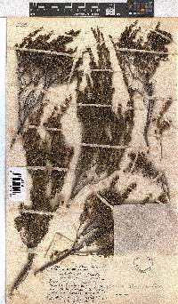 Erica dominans image