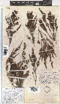 Erica dominans image