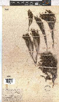 Erica dominans image