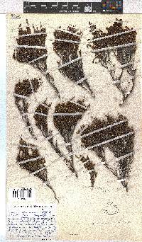 Erica dominans image