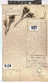 Erica dominans image