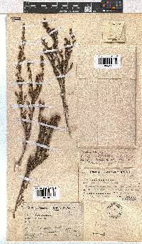 Erica dominans image