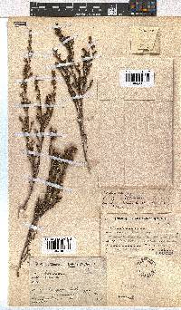 Erica dominans image