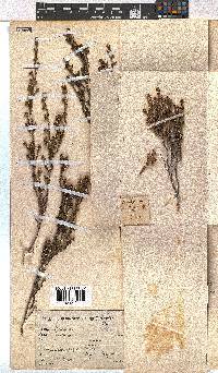 Erica dominans image