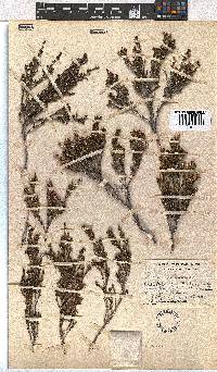 Erica dominans image