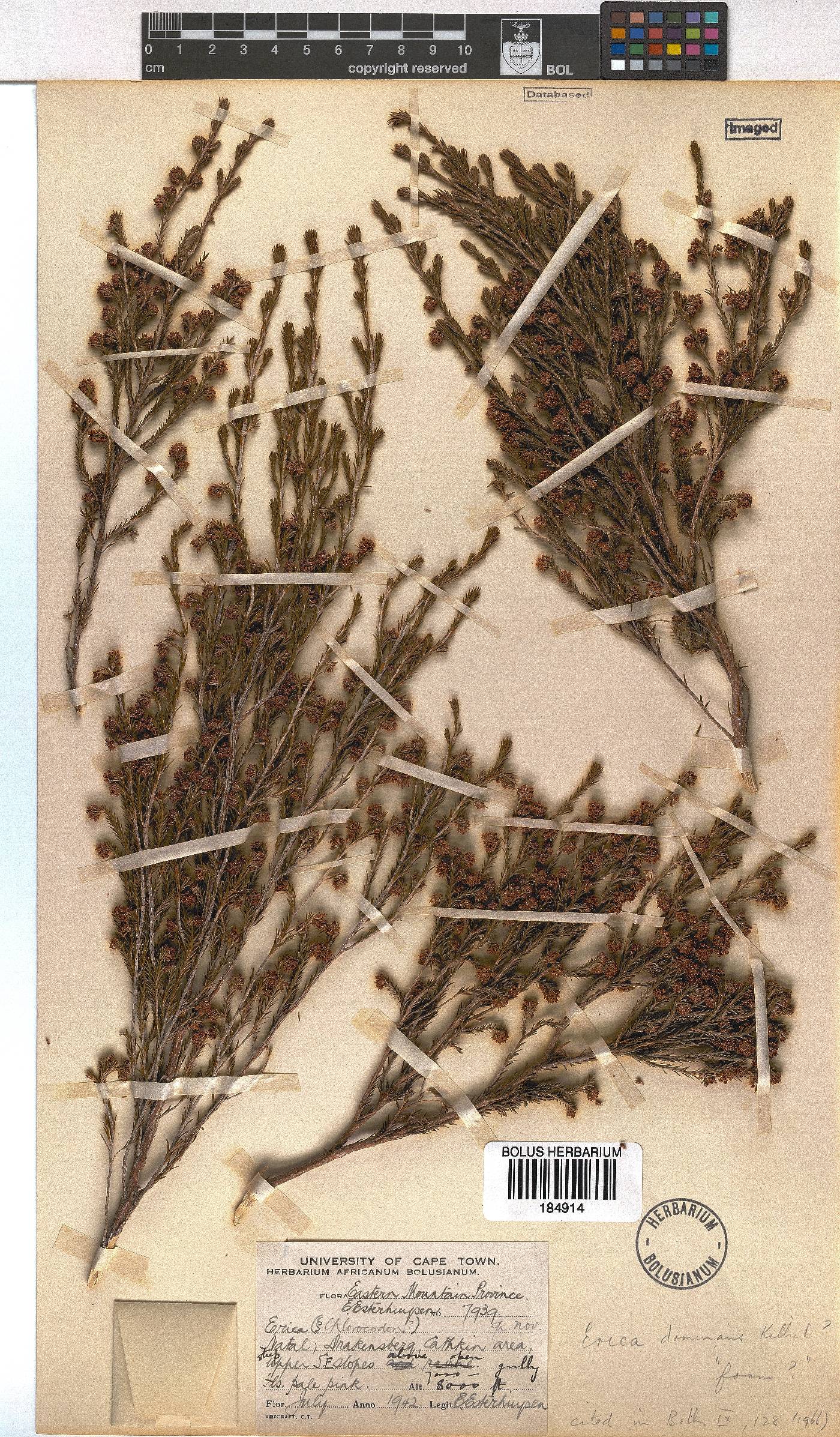 Erica dominans image