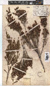 Erica dominans image